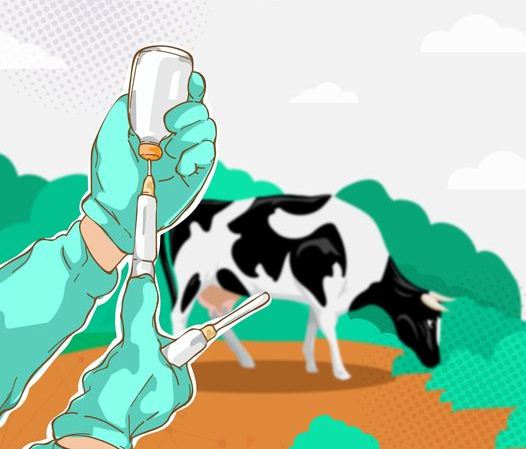 Cegah Penyakit LSD pada Sapi, Pemkab Bojonegoro Siapkan 500 Dosis Vaksin